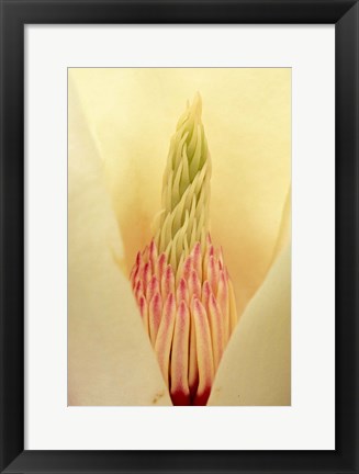 Framed Closeup of Yulan Magnolia blossom Print