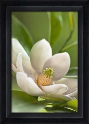 Framed Magnolia Tree Flower Blossom Print