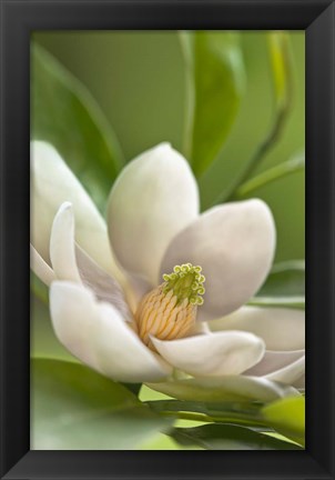 Framed Magnolia Tree Flower Blossom Print