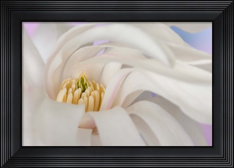 Framed Detail of star magnolia flower Print