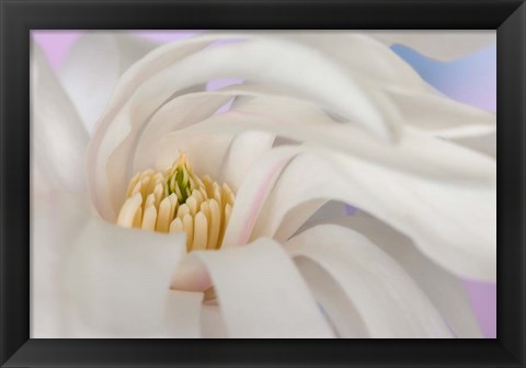 Framed Detail of star magnolia flower Print