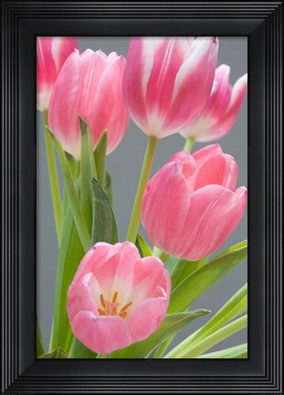 Framed Pink Tulips Print