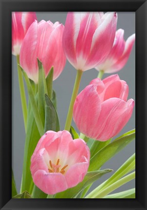 Framed Pink Tulips Print