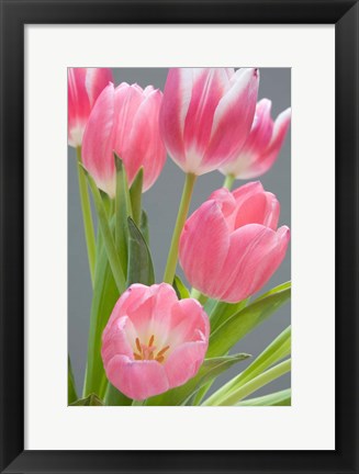 Framed Pink Tulips Print