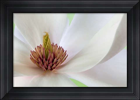Framed Detail of Magnolia Flower Print