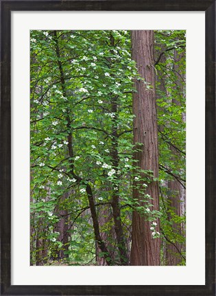 Framed Flowering dogwood tree Yosemite NP, CA Print