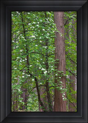Framed Flowering dogwood tree Yosemite NP, CA Print