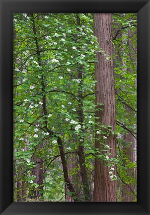 Framed Flowering dogwood tree Yosemite NP, CA Print