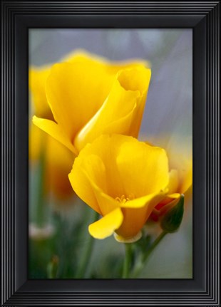 Framed Poppies, Antelope Valley, California Print