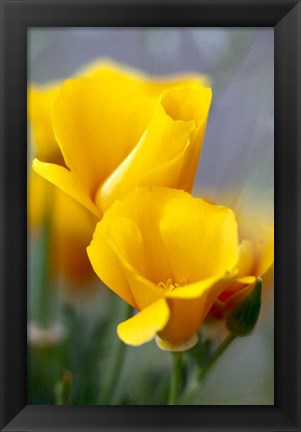 Framed Poppies, Antelope Valley, California Print