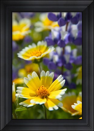 Framed Tiddy Tips and Lupine, Shell Creek, California Print