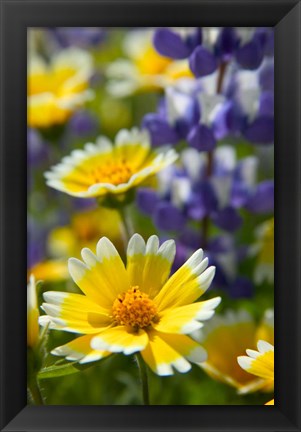 Framed Tiddy Tips and Lupine, Shell Creek, California Print