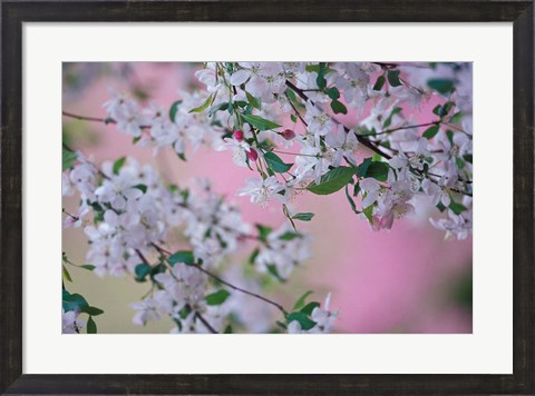 Framed Weeping Cherry Tree Blossoms, Louisville, Kentucky Print