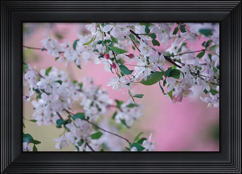 Framed Weeping Cherry Tree Blossoms, Louisville, Kentucky Print