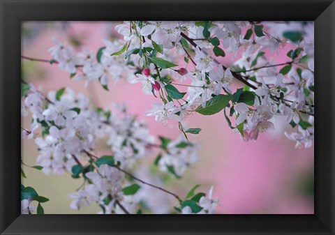 Framed Weeping Cherry Tree Blossoms, Louisville, Kentucky Print