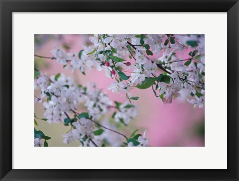 Framed Weeping Cherry Tree Blossoms, Louisville, Kentucky Print