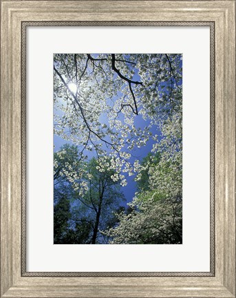 Framed White Flowering Dogwood Trees in Bloom, Kentucky Print
