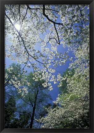 Framed White Flowering Dogwood Trees in Bloom, Kentucky Print