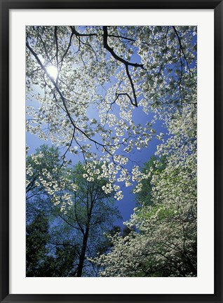 Framed White Flowering Dogwood Trees in Bloom, Kentucky Print