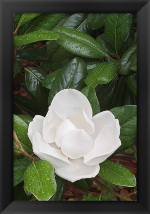 Framed Saucer Magnolia, Louisville, Kentucky Print