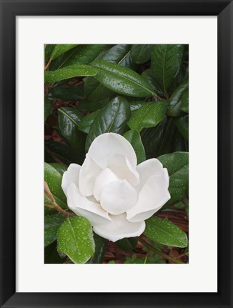 Framed Saucer Magnolia, Louisville, Kentucky Print