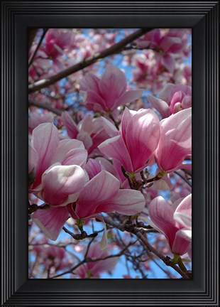 Framed Pink Magnolia Blossoms and Cross on Church Steeple, Reading, Massachusetts Print