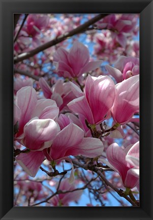 Framed Pink Magnolia Blossoms and Cross on Church Steeple, Reading, Massachusetts Print