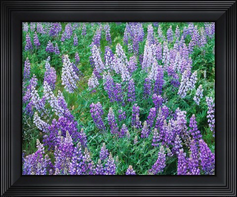 Framed Lupine Meadow and Oregon white oaks, Columbia River Gorge National Scenic Area, Oregon Print