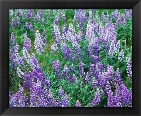 Framed Lupine Meadow and Oregon white oaks, Columbia River Gorge National Scenic Area, Oregon Print