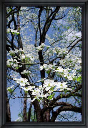 Framed USA, Tennessee, Nashville Flowering dogwood tree at The Hermitage Print