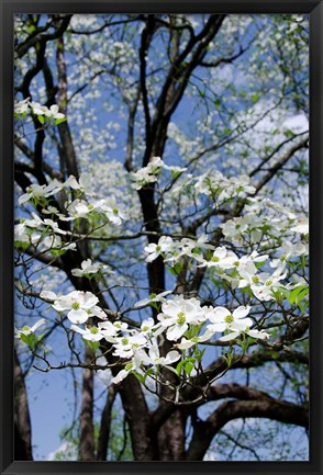 Framed USA, Tennessee, Nashville Flowering dogwood tree at The Hermitage Print