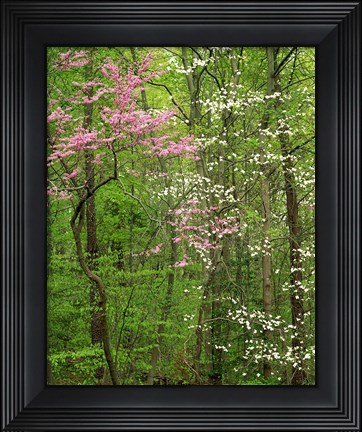 Framed Eastern Redbud and Flowering Dogwood, Arlington County, Virginia Print