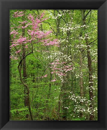 Framed Eastern Redbud and Flowering Dogwood, Arlington County, Virginia Print