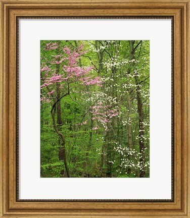 Framed Eastern Redbud and Flowering Dogwood, Arlington County, Virginia Print