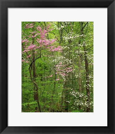 Framed Eastern Redbud and Flowering Dogwood, Arlington County, Virginia Print