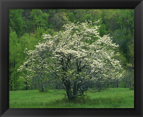 Framed Flowering Dogwood, Blue Ridge Parkway, Virginia Print