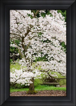Framed Cherry Trees Blossoming in the Spring, Washington Park Arboretum, Seattle, Washington Print