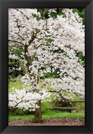 Framed Cherry Trees Blossoming in the Spring, Washington Park Arboretum, Seattle, Washington Print