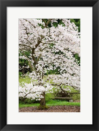 Framed Cherry Trees Blossoming in the Spring, Washington Park Arboretum, Seattle, Washington Print