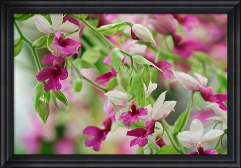 Framed Orchid Print