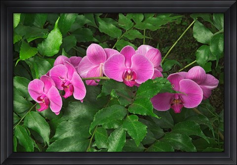 Framed Hybrid Orchid, Lincoln Park Conservatory, Chicago, Illinois Print