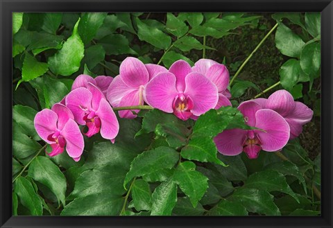 Framed Hybrid Orchid, Lincoln Park Conservatory, Chicago, Illinois Print