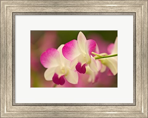 Framed Orchids, Selby Gardens, Sarasota, Florida Print