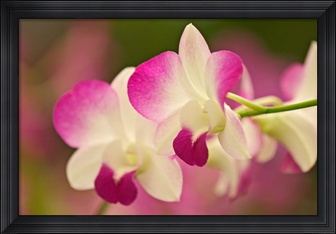 Framed Orchids, Selby Gardens, Sarasota, Florida Print