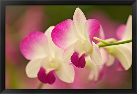 Framed Orchids, Selby Gardens, Sarasota, Florida Print