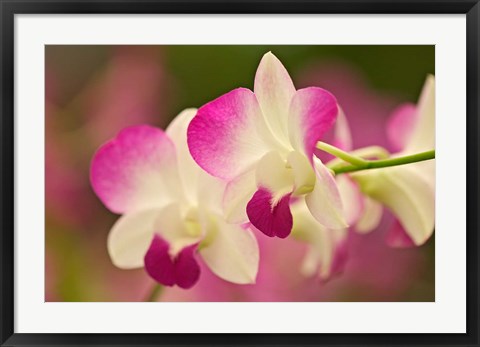 Framed Orchids, Selby Gardens, Sarasota, Florida Print