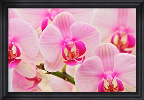 Framed Hybrid Orchids, Selby Gardens, Sarasota, Florida Print