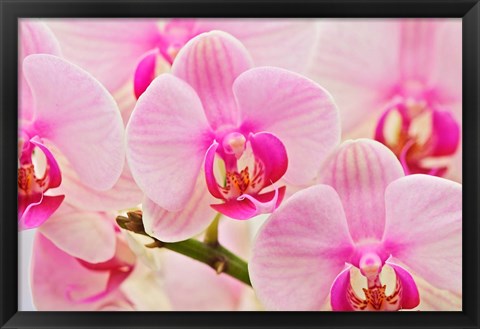 Framed Hybrid Orchids, Selby Gardens, Sarasota, Florida Print
