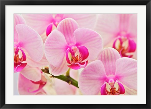 Framed Hybrid Orchids, Selby Gardens, Sarasota, Florida Print