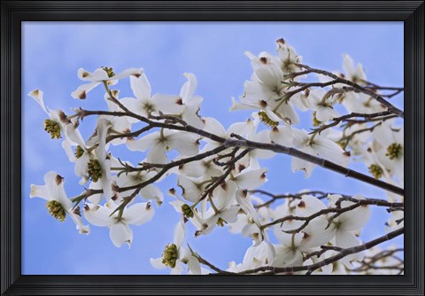 Framed Blooming Dogwood Tree, Owens Valley California Print
